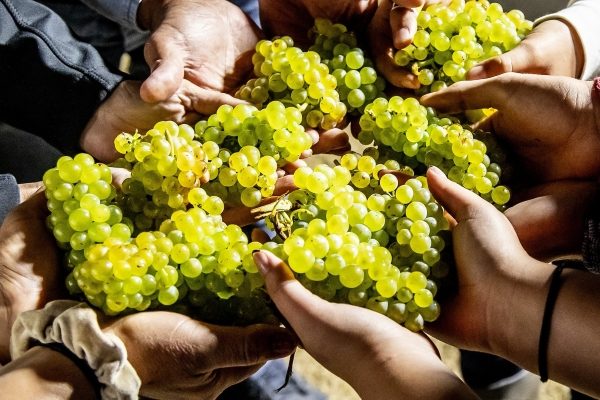 Firetree-Vineyards-The-Jimenez-Family-family_right_images_img_1-16720-large