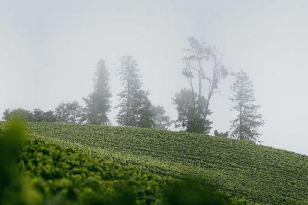 Freestone Vineyard