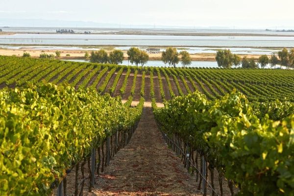 bouchaine-vineyards