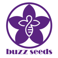 buzz-sq