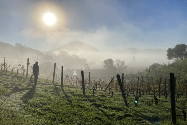 pine-ridge-morning-fog