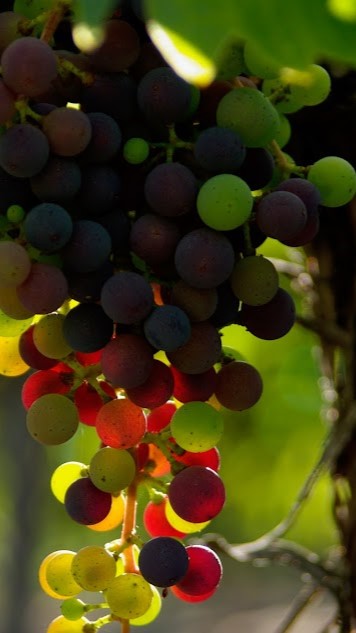 2019: Independent Nonprofit