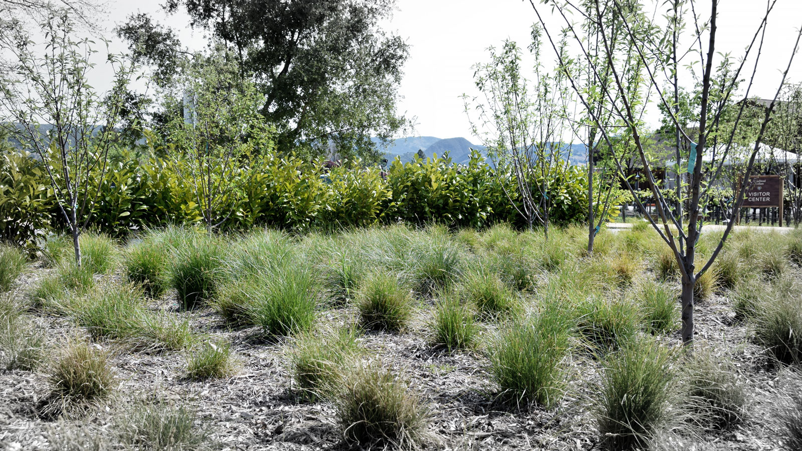 Cakebread parking lot