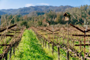 Bluebird boxes at Spottswoode Winery