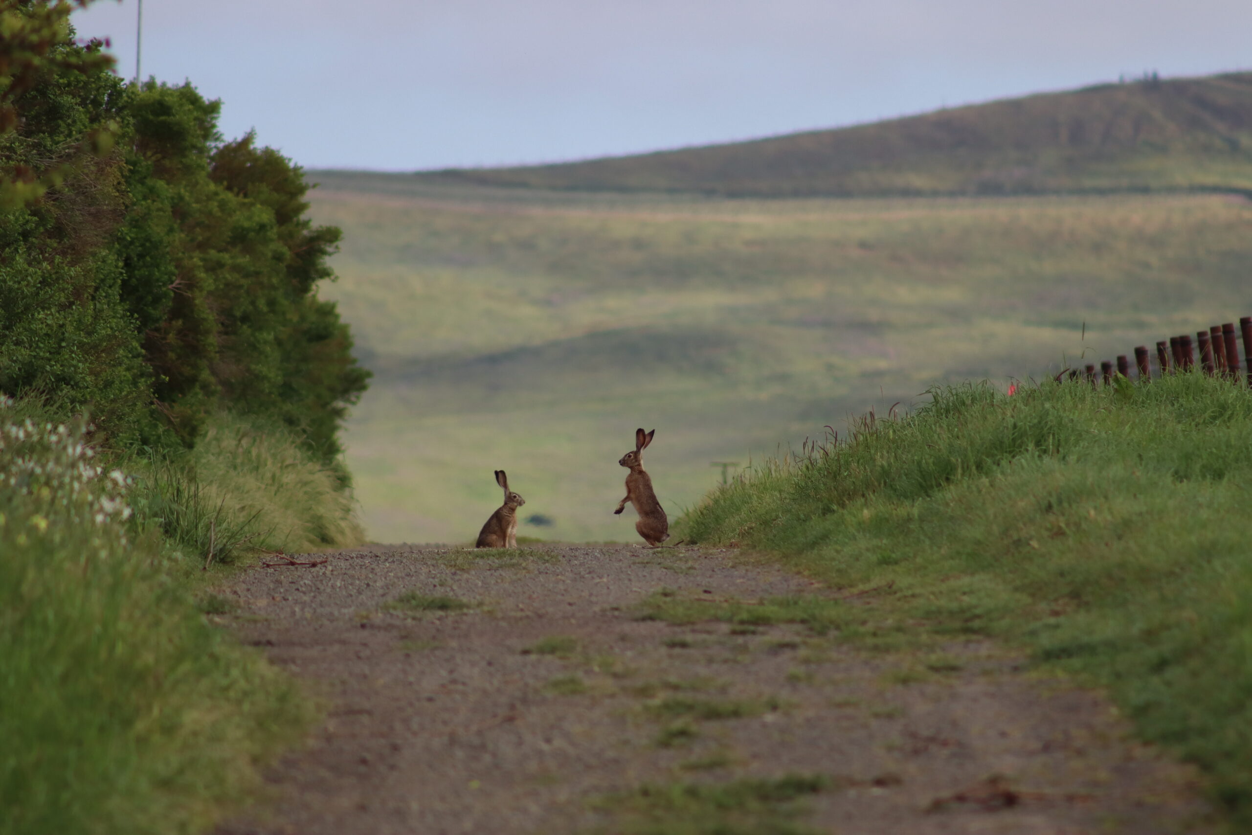 Cultivating Biodiversity In the Vineyard: Grgich Hills Estate