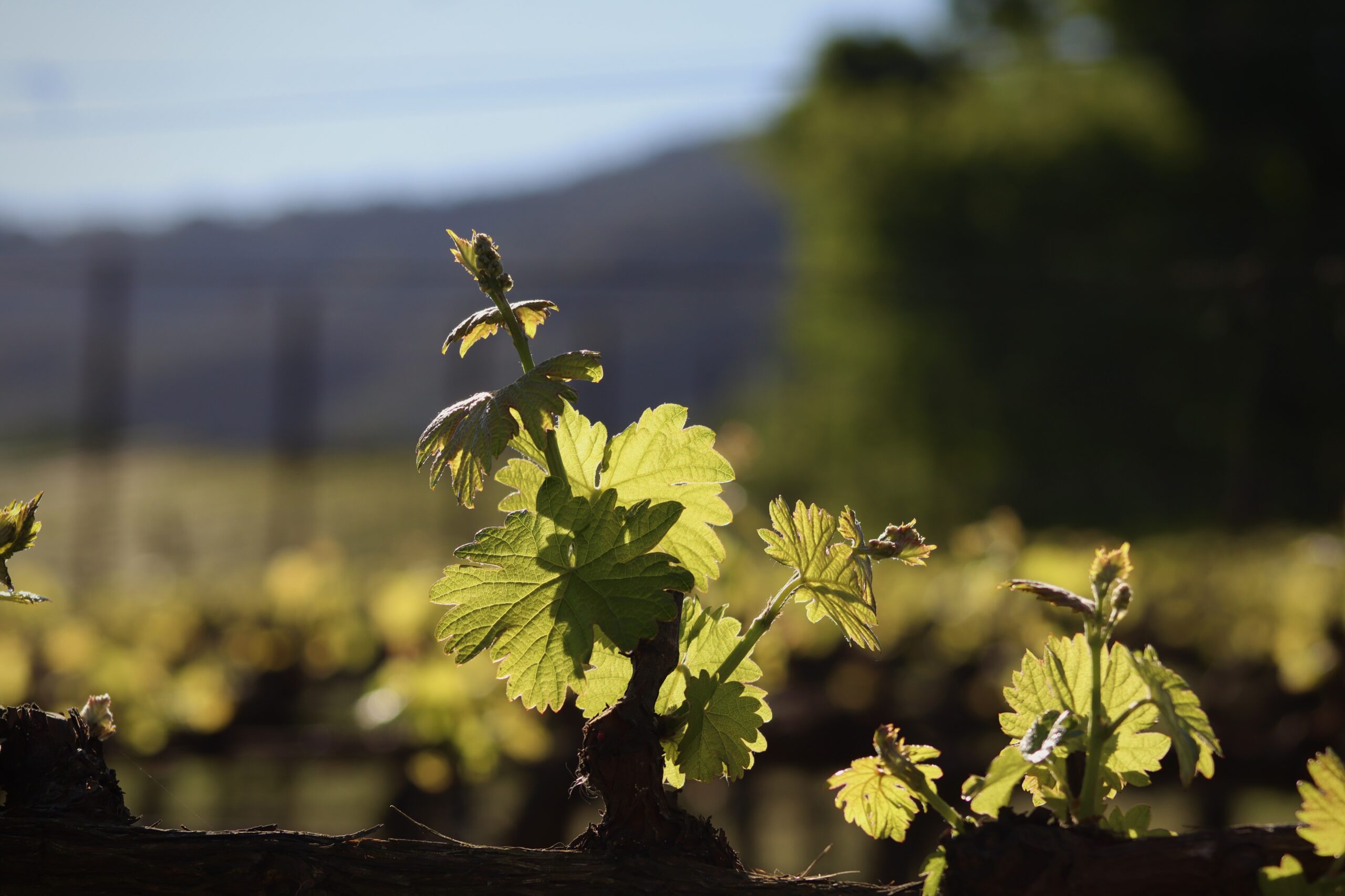 This Earth Month, Napa Green Unleashes a New Era of Impact with Bold Leadership and Notable Achievements