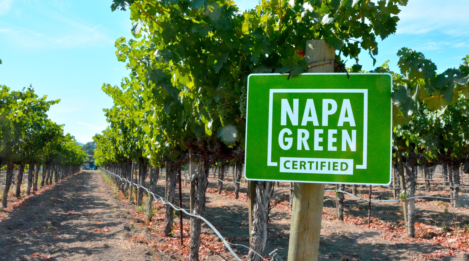 Sustainability movement takes hold across Napa vineyards