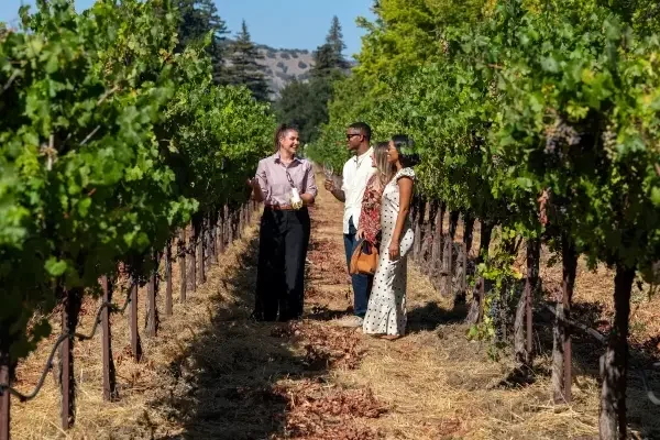 BV Vineyard 600x400