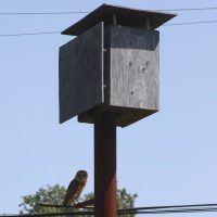 Barn-Owl-Box