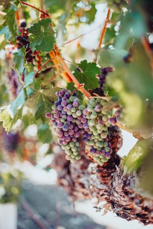 Colorful-grapes-on-a-vine-at-a-vineyard-in-Napa-CA-Unsplash