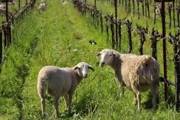 Corison Sheep header