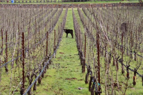 Cow in the vineyard