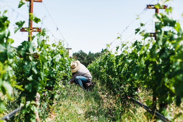 Farmworker-Foundation-2