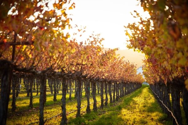 Gamble-vineyards 600x400