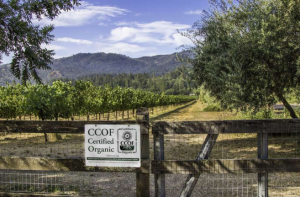 Spotswoode vineyards in Napa Valley