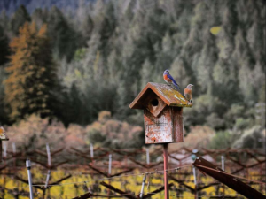 The birds at Spotswoode vineyards