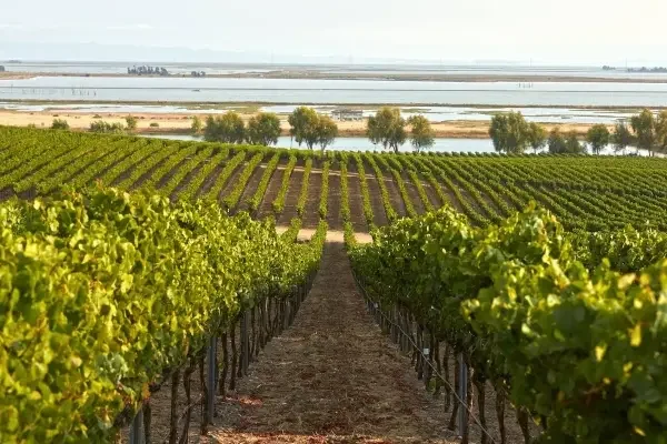 bouchaine-vineyards