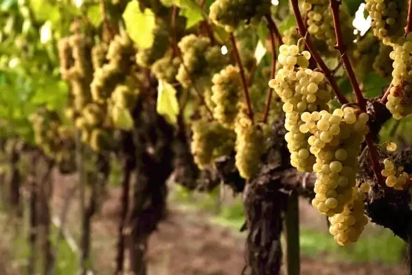 fior-di-sole-grapes 600x400