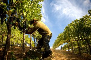 lail-vineyards-story-vineyards-carbon-farming-image