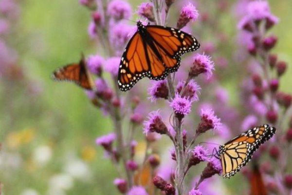 monarch-joint-venture