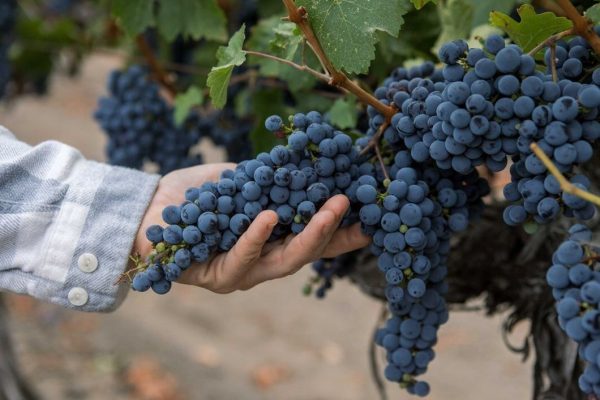 napavalleygrapegrowers