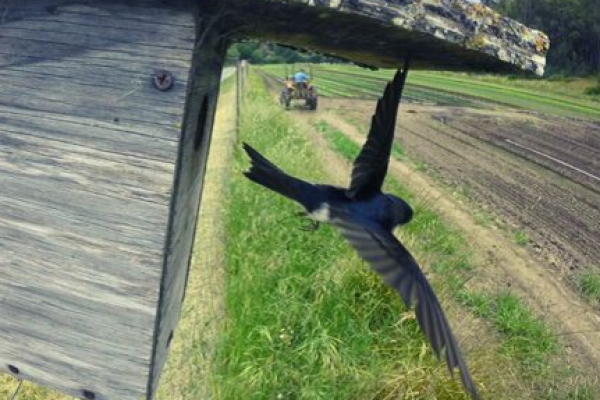 wild-farm-alliance